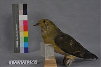 藏品(綠鳩)的圖片
